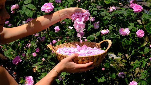 picking rose petals in the garden. Selective focus.