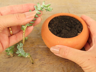 Woman hands plantin a burro's tail stem cutting in a ceramic pot. Gardening concept. Rustic wooden surface.	