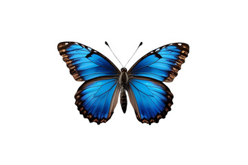 Obraz premium blue butterfly, with its pattern in detail, against a white void, creating a clean and straightforward presentation.