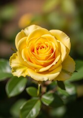 Single Yellow Rose in Full Bloom.