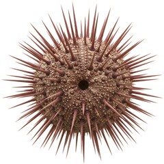 Close-up shot of a sea urchin showing the intricate details of its spiny exterior. A symbol of marine life with details, revealing the wonders of the ocean