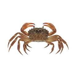 A close-up shot of a crab with its pincers raised, showcasing its unique features