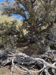 Sierra Nevada Mountain Views, BLM landscape,