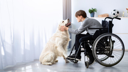 Positive handicapped adolescent playing with his dog, petting golden retriever at home. Cheerful impaired teen in wheelchair being friends with his animal companion, indoors