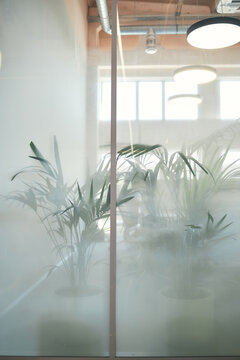 Potted green plants standing behind frosted glass wall in modern office space with large round ceiling lights and exposed ductwork visible through translucent surface