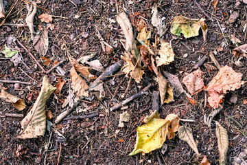 Fallen autumn leaves and twigs on the forest floor closeup