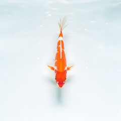 A vibrant Koi fish gracefully swimming in clear water, showcasing its beautiful colors and patterns. Its unique markings add to the beauty of the aquatic environment. 