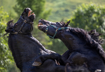 Horses spar playfully in a green field