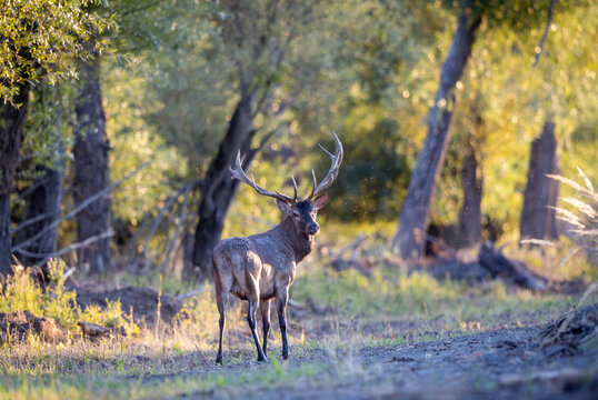 Mature deer standing in a sunlit forest