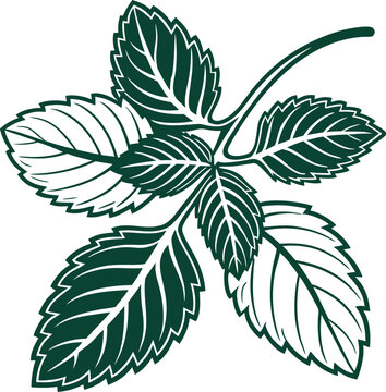 mint leaves branch illustration