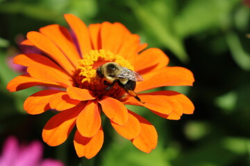 Bee on an Orange Zinnia Flower