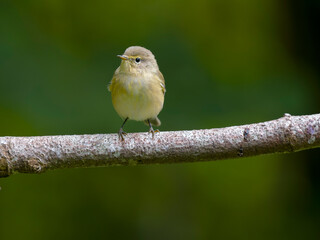 Chiffchaff, Phylloscopus collybita