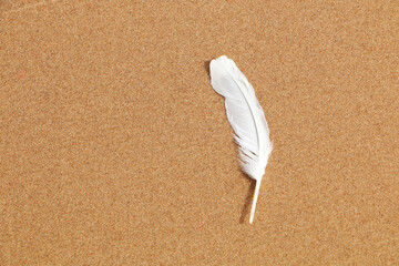 White bird feather on yellow sand.