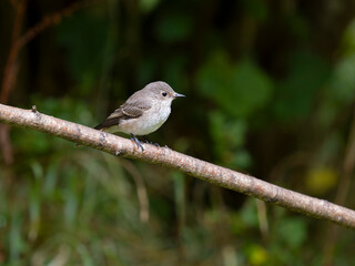 Spotted flycatcher, Muscicapa striata