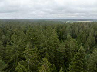Obraz premium Aerial view of a dense evergreen forest canopy in Freudenstadt, Germany, showcasing the natural beauty of the black forest region