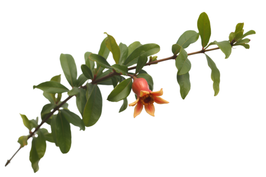 Pomegranate Branch with Single Orange Flower and Green Leaves on White Background isolated on a transparent background