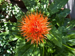 Detailed top view close up of a Scadoxus multiflorus, also known as blood lily, in vivid orange full bloom.