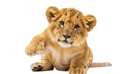Löwenbaby, transparenter Hintergrund, PNG