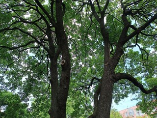 A leafy tree providing shade in the summer heat