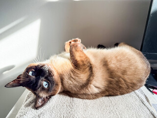 Siamese cat lying on back under sunlight near wall. Relaxation, affection, and companionship in domestic life.