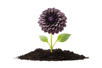 Beautiful dark dahlia flower blooming in rich soil isolated transparent background