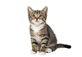 Young tabby and white kitten with bright golden eyes, head tilted, looking up curiously against a transparent studio background, shallow depth of field. Concept of innocence and companionship