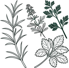 kitchen herbs and spices vector illustration