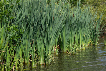 Obraz premium Fleet Pond Local Nature Reserve