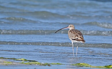 The Eurasian curlew or common curlew (Numenius arquata)