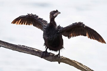 A globally threatened Pygmy Cormorant (Microcarbo pygmaeus), Greece 