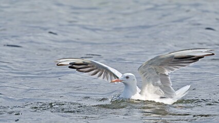 Slender-billed Gull (Chroicocephalus genei), Crete