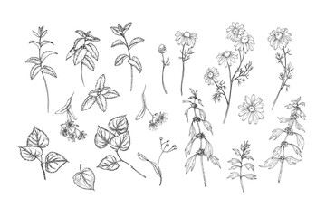 Calming herbs set of vector illustrations hand drawn in ink. Graphic images of chamomile, mint, linden and motherwort. Elements for design of herbal tea and aromatic oils