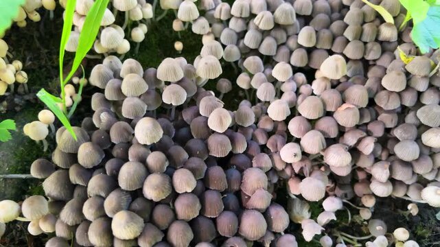 Coprinellus disseminatus, or Coprinus disseminatus, the fairy inkcap, fairy bonnet or trooping crumble cap is a species of agaric fungus in the family Psathyrellaceae. 