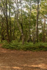 Fleet Pond Local Nature Reserve