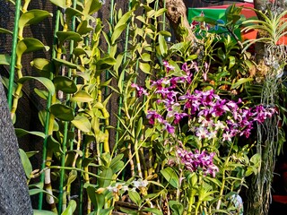 vertical shot of a vibrant purple Dendrobium orchid (Dendrobium sp.) display, showcasing blooming flowers and lush greenery, a sight from a tropical garden.