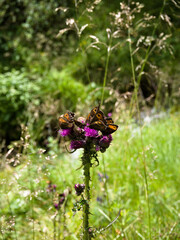 Wild mountain flower with butterflies against fresh green grass.