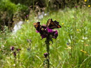 Butterflies feeding on a pink wild thistle in a summer meadow.