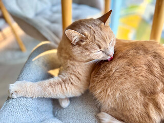 A ginger cat is contentedly grooming itself while resting on a soft surface. Sunlight streams in, creating a warm and inviting atmosphere