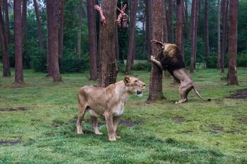 Lions Feeding in Safari Park with Hanging Meat