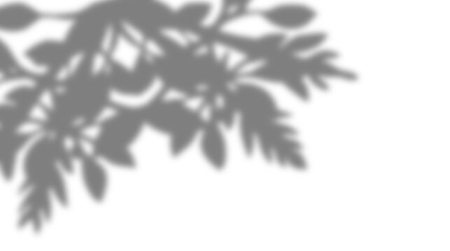 transparent overlay of the shadow of plants
