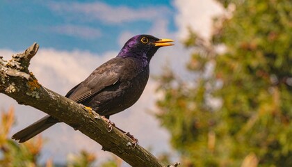 Obraz premium Glossy purple-sheened bird perched on a branch, its yellow beak and eye-ring glowing against a backdrop of sky and foliage.