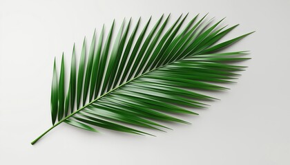 Obraz premium Stunning Coconut Leaf Against White Background - A Captivating And Mesmerizing Image That Showcases Nature'S Beauty And Simplicity.