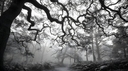 Obraz premium Intricate, gnarled tree branches intertwine in a misty, gray forest, creating an atmospheric and mysterious scene.