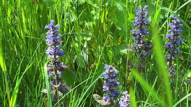 Ajuga reptans or blue bugle on a green spring lawn on a sunny day. Groundcover with stalks bearing many purple flowers.