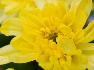 detailed, close-up shot of a bright yellow chrysanthemum, highlighting the intricate arrangement of its petals.