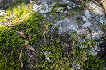 Colorful lichens on Pedra Azul rock formation in Espírito Santo, Brazil – natural details of biodiversity