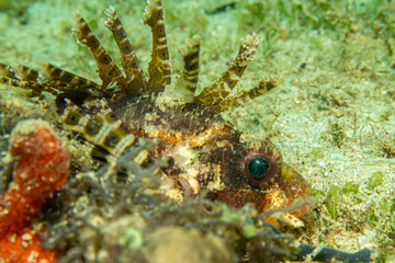 Dendrochirus brachypterus, the dwarf lionfish, or shortspine scorpionfish at a Philippines coral reef. Picture from Puerto Galera