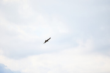 birds in flight