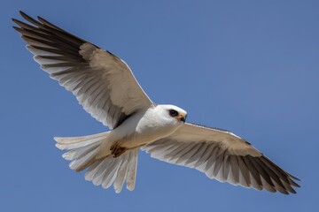 Fototapeta premium Graceful White-tailed Kite Soaring Through the California Sky: A Wildlife Spectacle in Flight