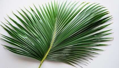 Obraz premium a single palm leaf isolated on a transparent background the leaf is green and has a long slender shape with a central vein and many parallel veins the leaf is slightly curved giving it a graceful appe